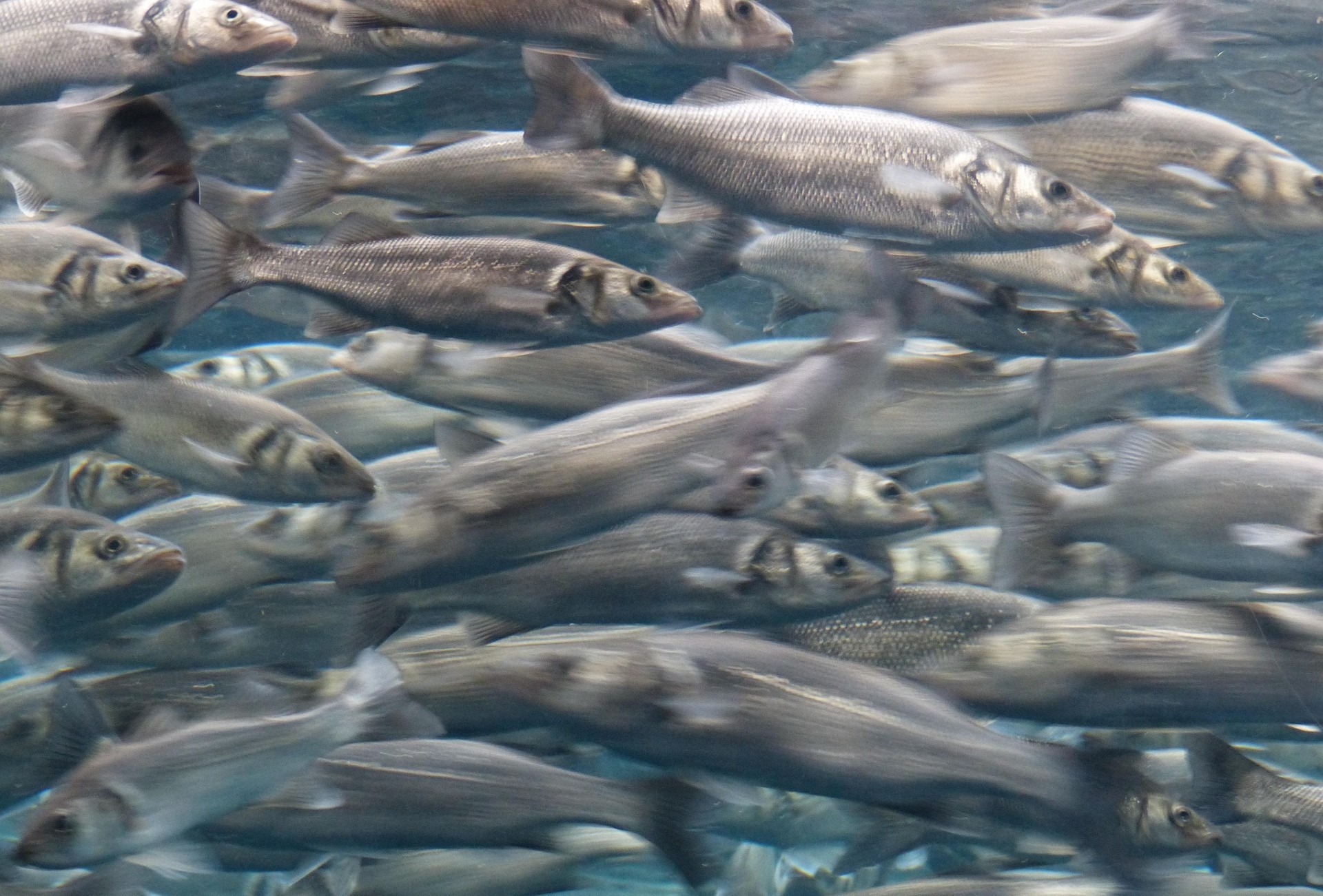 Nachaufnahme eines Fischschwarms