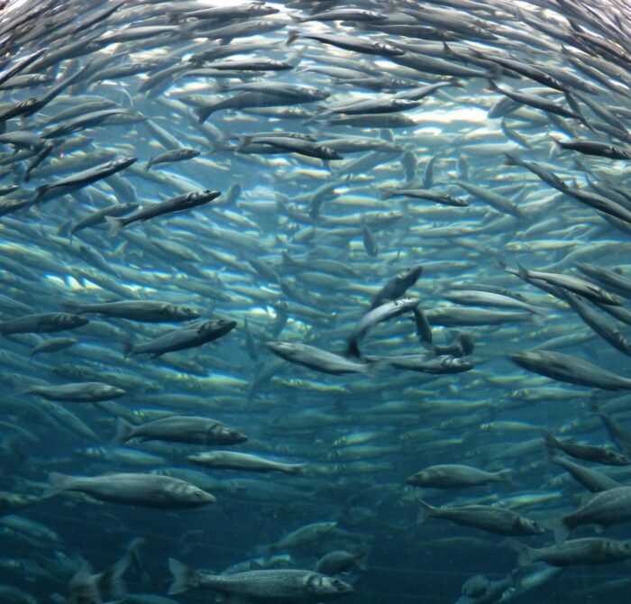 Ein Schwarm Fische, der im Kreis schwimmt