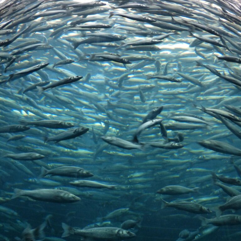 Ein Schwarm Fische, der im Kreis schwimmt