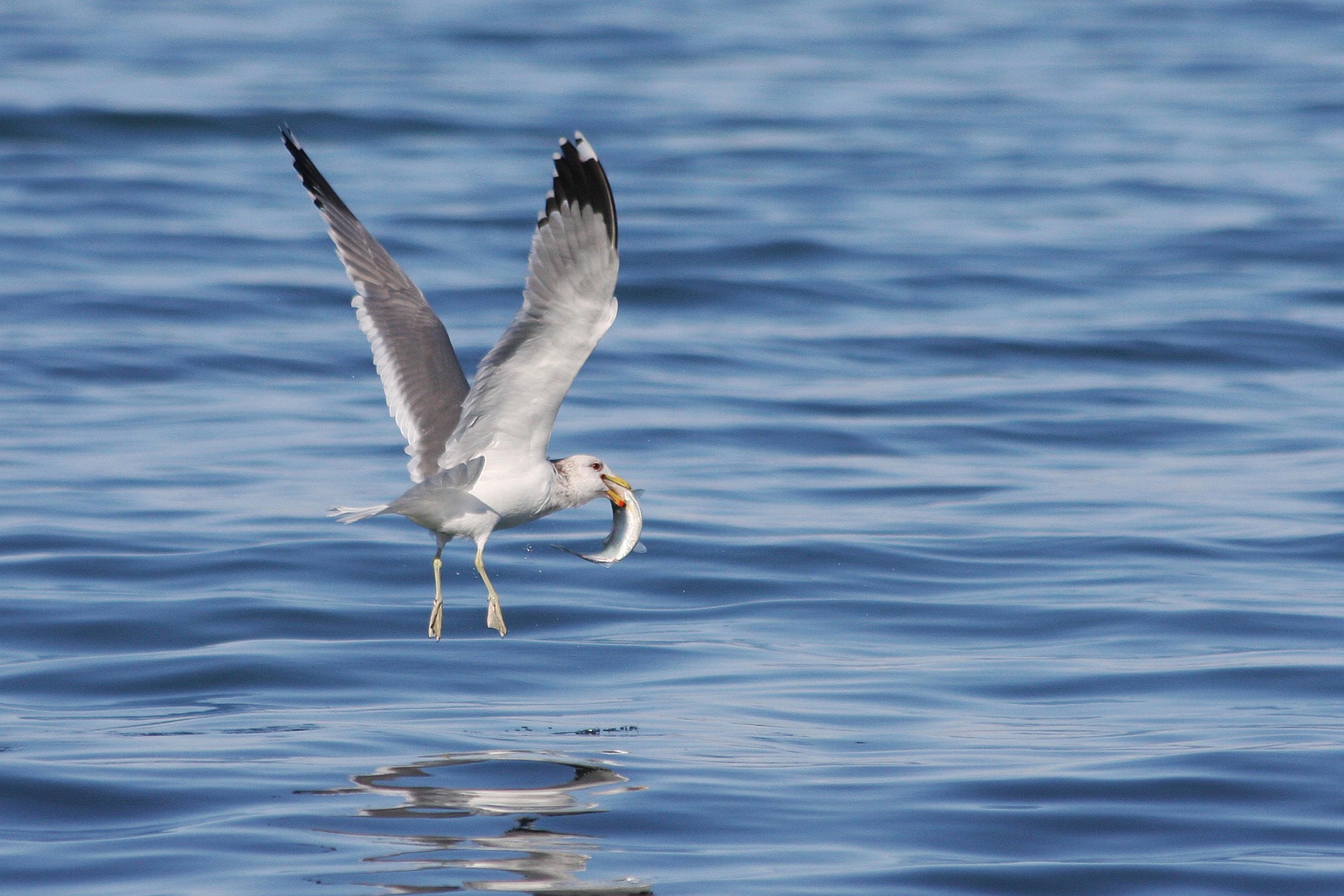 Eine Möwe fliegt knapp über der Wasseroberfläche mit einem Fisch im Schnabel