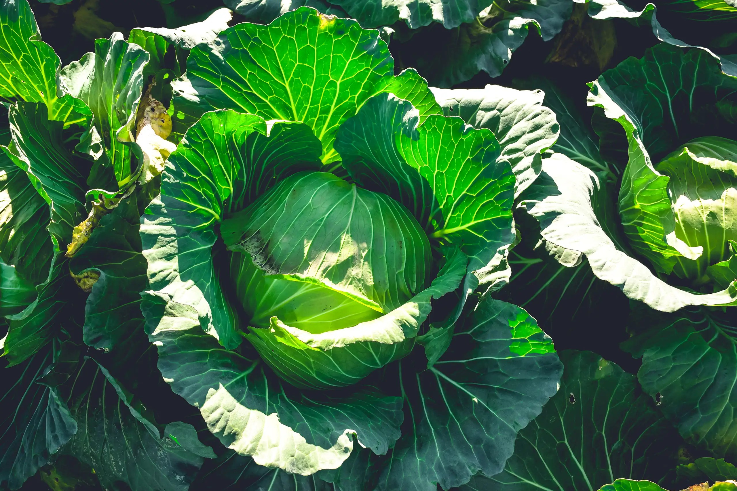 Großer, grüner Kohlkopf im Zentrum, umgeben von üppigen, dunkelgrünen Blättern, die von Sonnenlicht beleuchtet werden. Im Hintergrund sind unscharf weitere Kohlköpfe zu erkennen, die zusammen dicht wachsen.